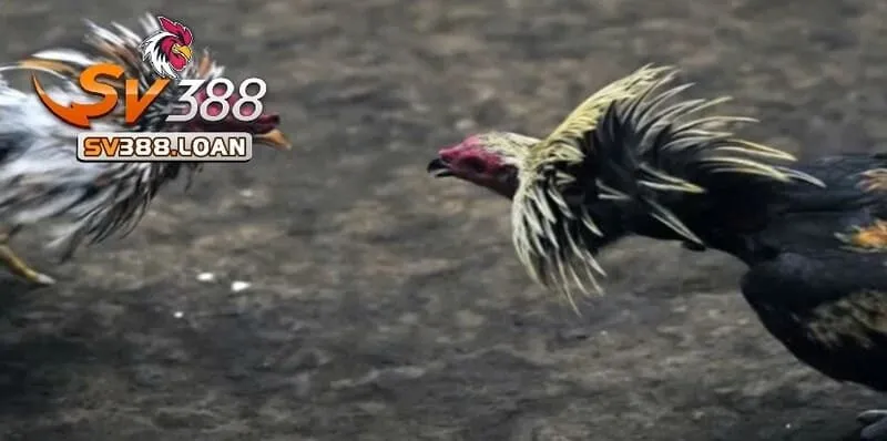da ga my sv388 1