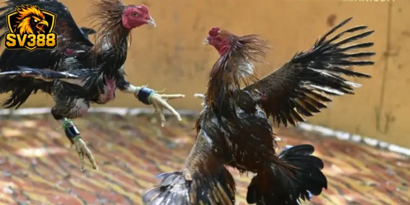 Làm chủ kèo đá gà cựa sắt SV388: Kinh nghiệm cho tân thủ 3 Chiến thuật đọc vị kèo đá gà cựa sắt SV388 từ các cao thủ