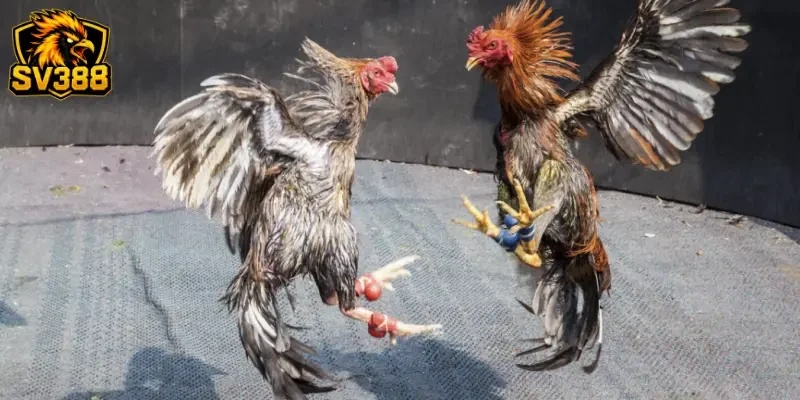 Kèo đá gà tre SV388: Lối đi riêng giúp kê thủ bứt phá thu nhập 2 Giải mã sức hút khác biệt của kèo đá gà tre SV388