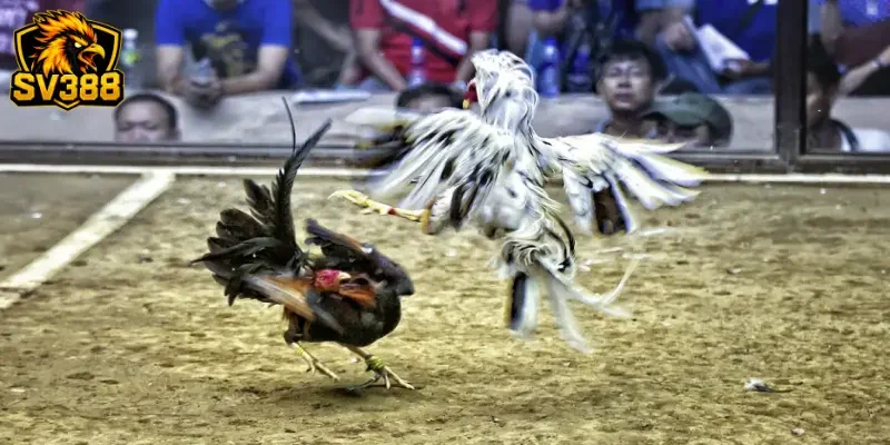 Kèo đá gà tre SV388: Lối đi riêng giúp kê thủ bứt phá thu nhập 3 Nghệ thuật bắt bài kèo đá gà tre SV388 như một chuyên gia