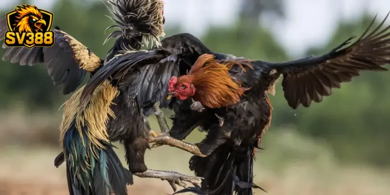 Kèo Gà Đá Đêm Nay SV388 - Bắt Kèo Khuya Nhận Ưu Đãi Cực Khủng 2 Tổng quan về bảng Kèo gà đá đêm nay SV388 trên sảnh cược