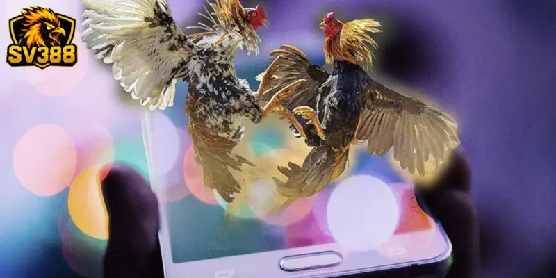 Kèo Trên Đá Gà SV388 - Mẹo Đặt Cược Cho Chiến Kê Cửa Trên Hay 2 Bản chất và sức hút khác biệt của chiến kê cửa trên